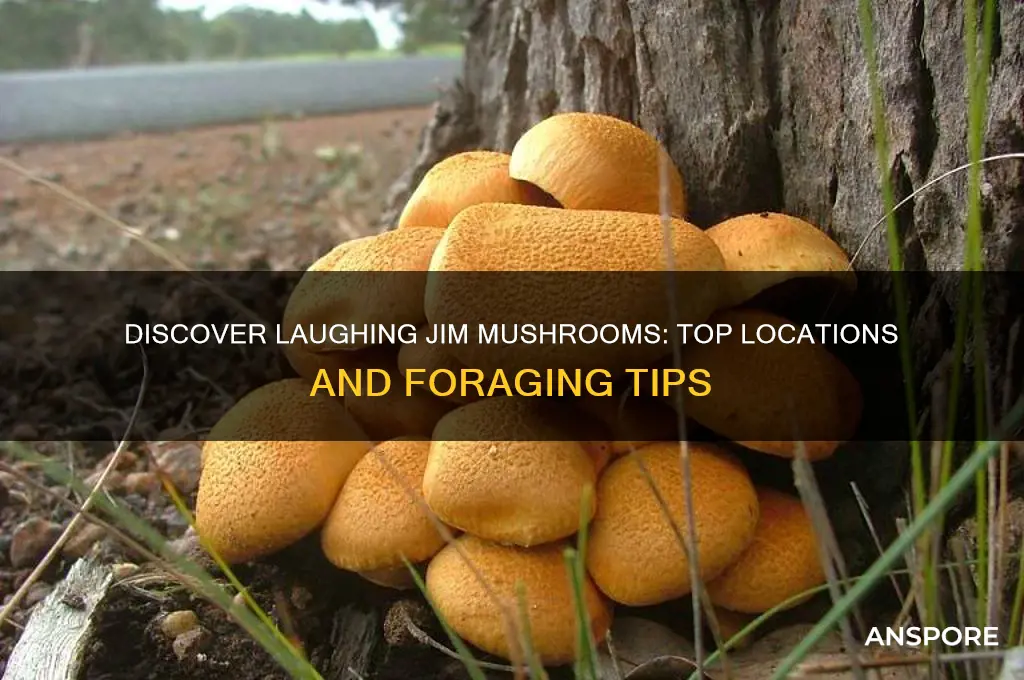 where to find laughing jim mushroom