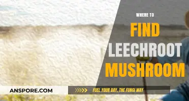 Discovering Leechroot Mushrooms: Top Locations and Foraging Tips