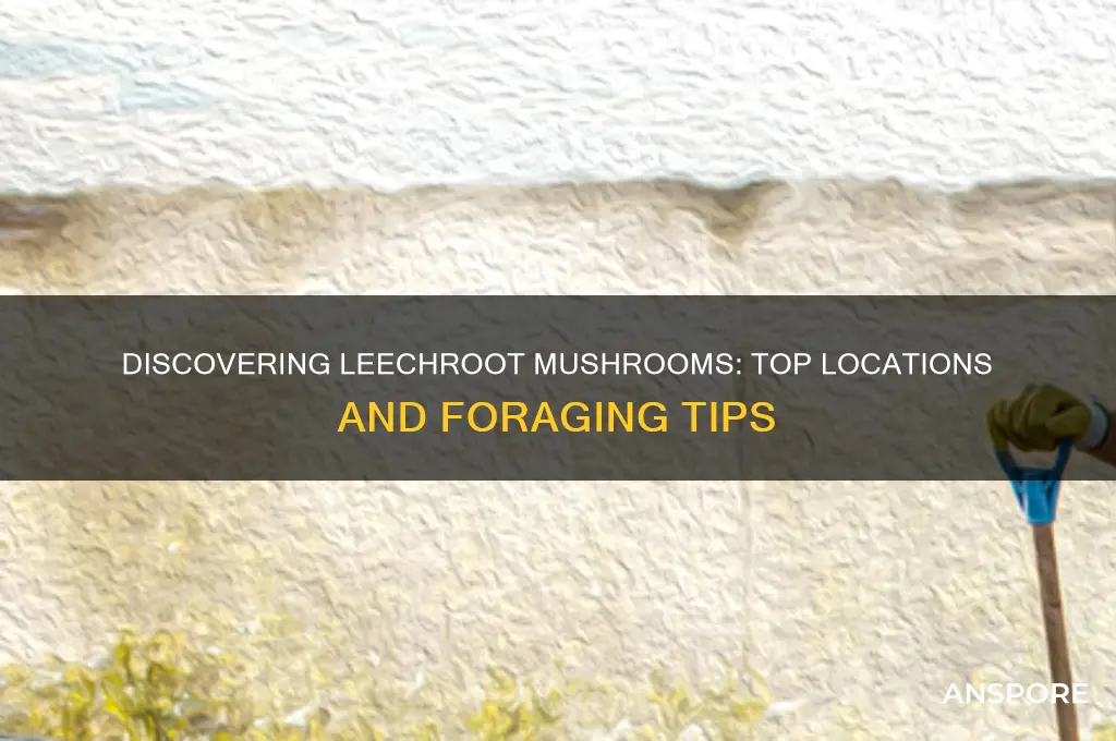 where to find leechroot mushrooms