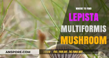 Discovering Lepista Multiformis: Top Spots to Find These Unique Mushrooms