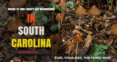 Discovering Liberty Cap Mushrooms in South Carolina's Hidden Spots