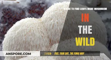 Discovering Lion's Mane Mushroom: Wild Harvesting Spots and Tips