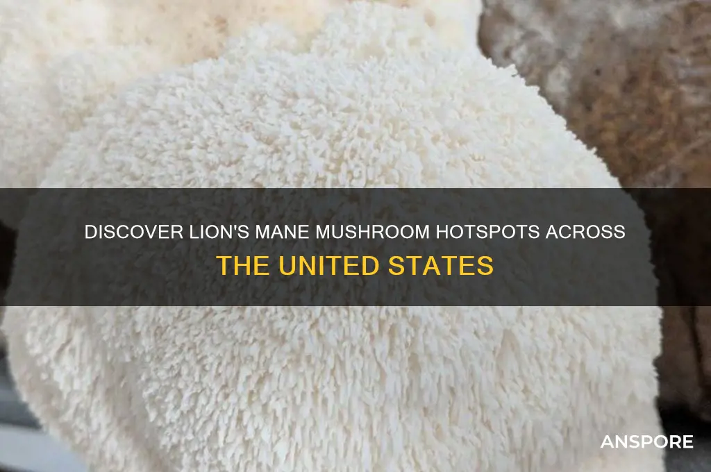 where to find lions mane mushroom in united staters