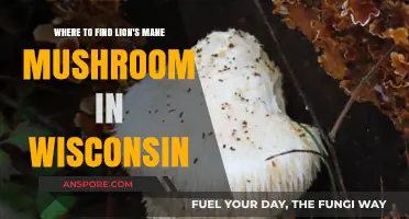 Discover Wisconsin's Best Spots for Lion's Mane Mushroom Foraging