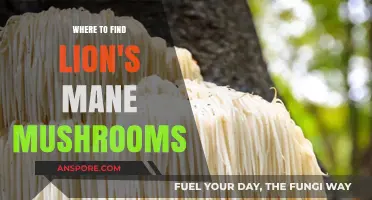 Discovering Lion's Mane Mushrooms: Top Locations and Foraging Tips