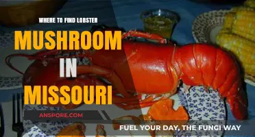 Discovering Missouri's Hidden Gem: Where to Find Lobster Mushrooms