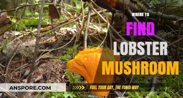 Discovering Lobster Mushrooms: Top Spots for Foraging This Unique Delicacy