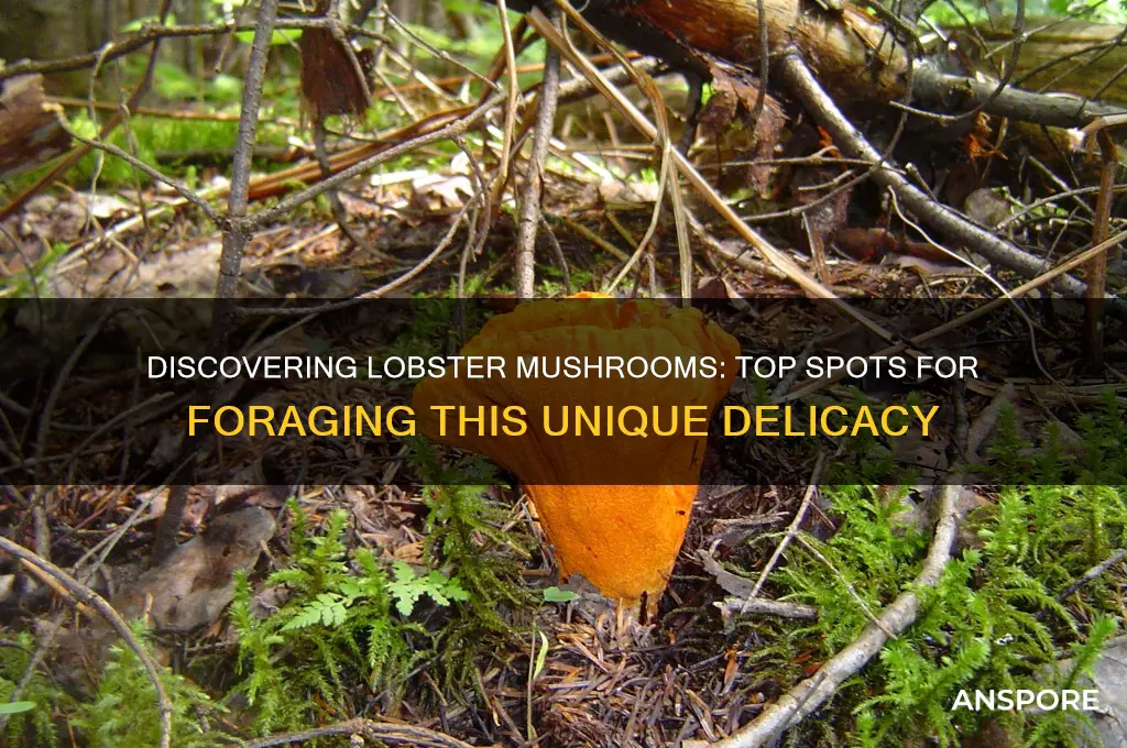 where to find lobster mushroom