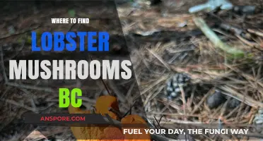 Discovering BC's Best Spots for Lobster Mushrooms: A Forager's Guide