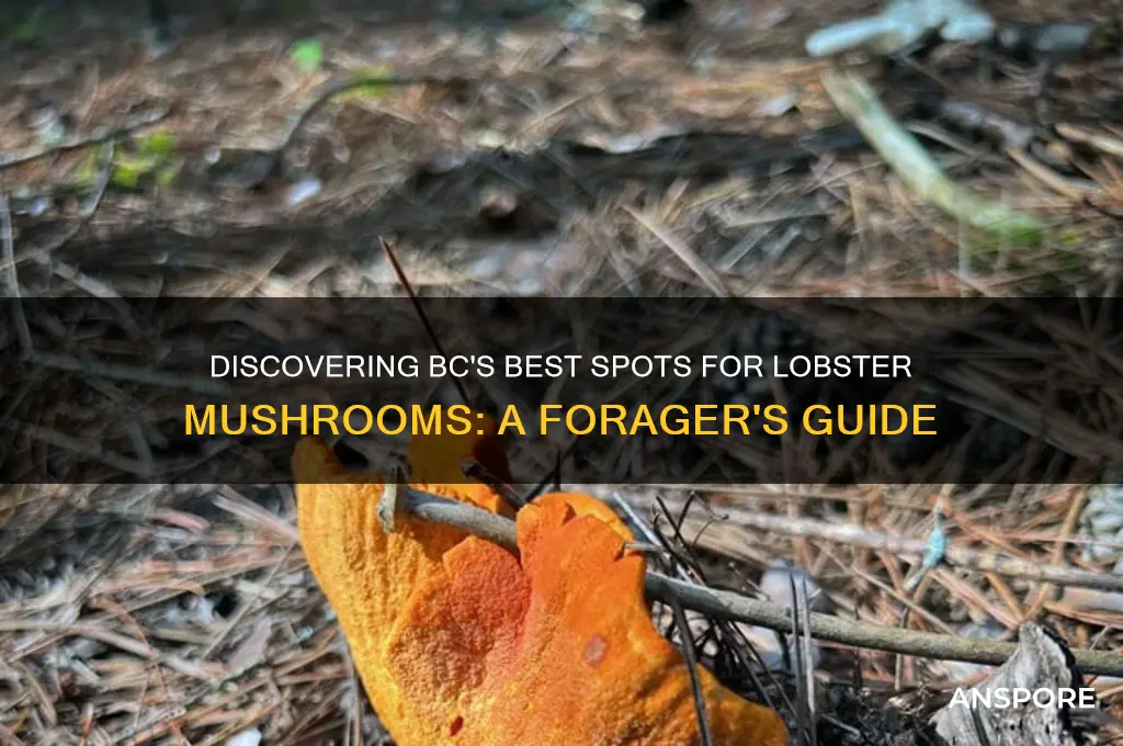 where to find lobster mushrooms bc