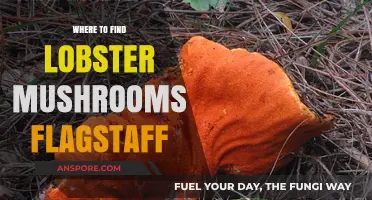 Discover Flagstaff's Best Spots for Finding Lobster Mushrooms