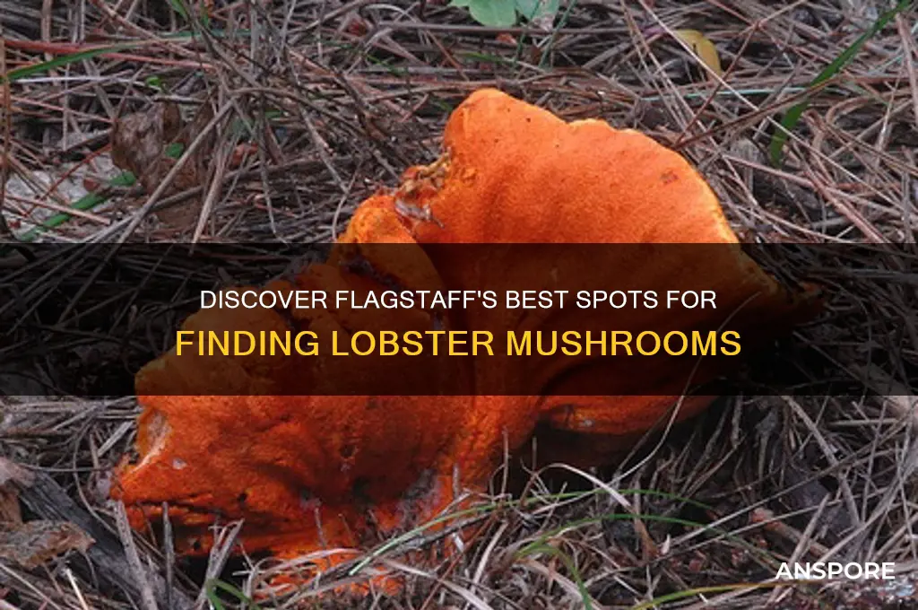 where to find lobster mushrooms flagstaff