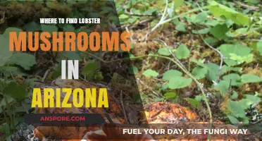 Discovering Arizona's Hidden Lobster Mushrooms: Top Foraging Spots