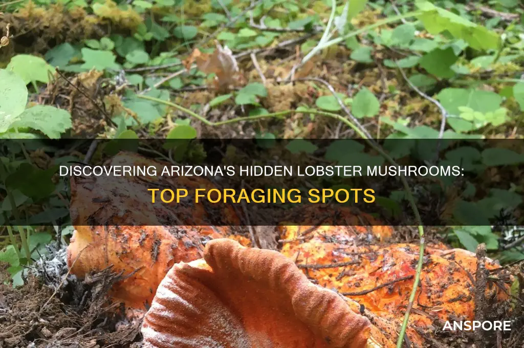 where to find lobster mushrooms in arizona