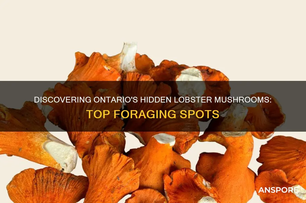 where to find lobster mushrooms in ontario