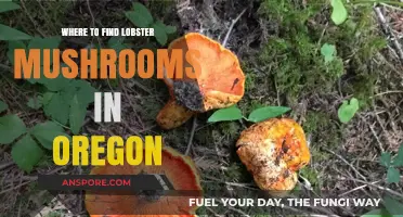 Discover Oregon's Best Spots for Finding Lobster Mushrooms