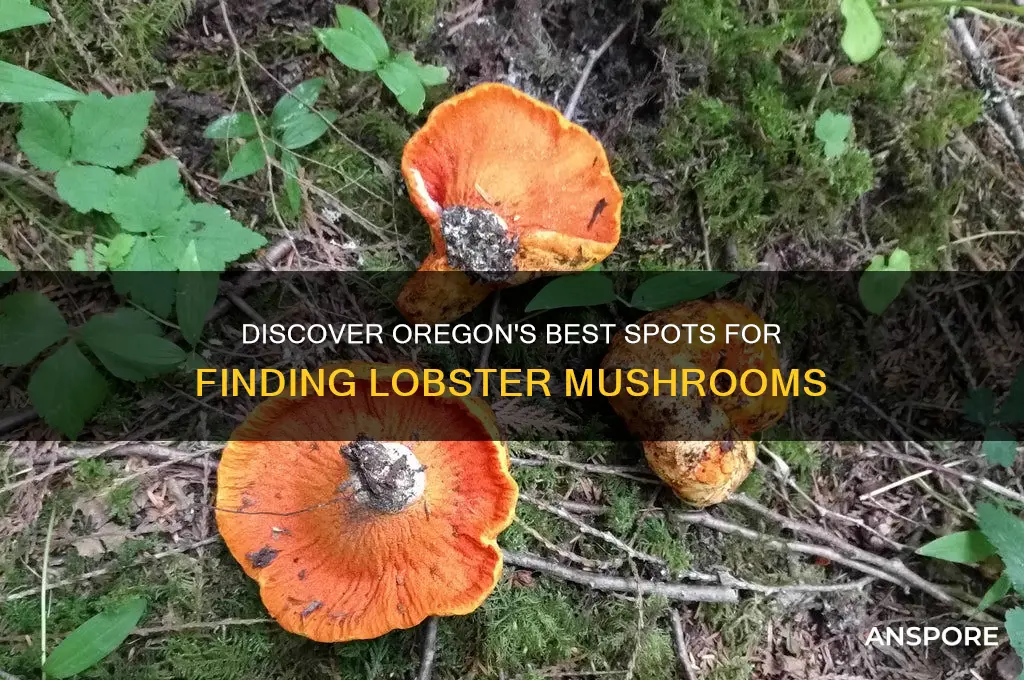 where to find lobster mushrooms in oregon