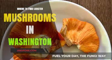 Discovering Washington's Hidden Lobster Mushrooms: Top Foraging Spots
