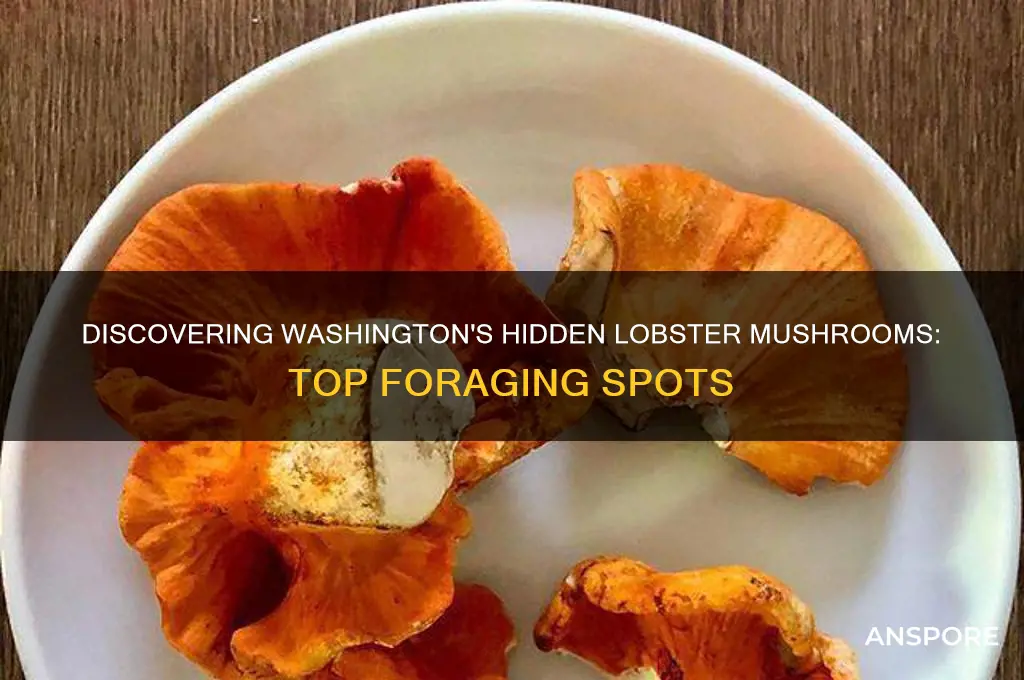 where to find lobster mushrooms in washington