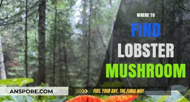 Discovering Lobster Mushrooms: Top Spots for Foraging This Culinary Delight