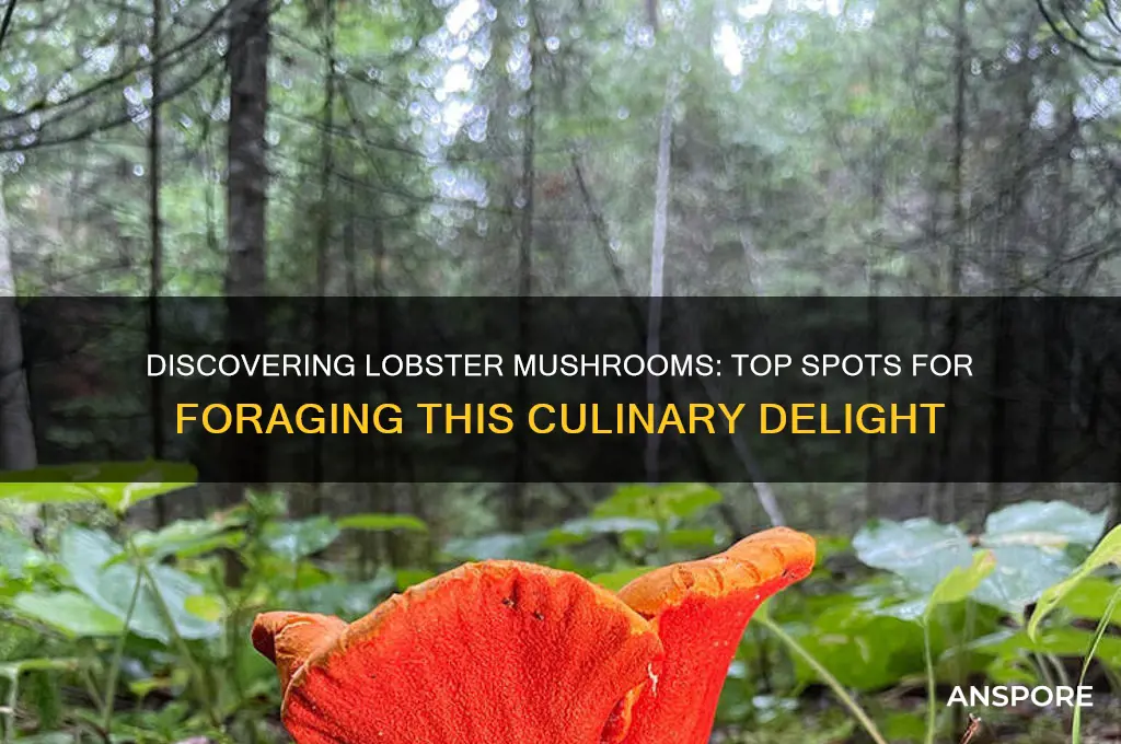 where to find lobster mushrooms