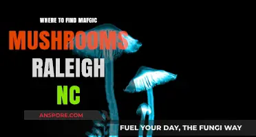 Discovering Magic Mushrooms in Raleigh, NC: Top Spots & Tips