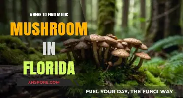 Discovering Florida's Hidden Magic Mushrooms: Top Spots and Tips