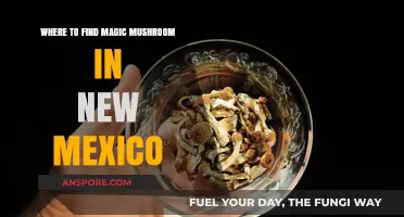 Exploring New Mexico's Hidden Spots for Magic Mushrooms Safely