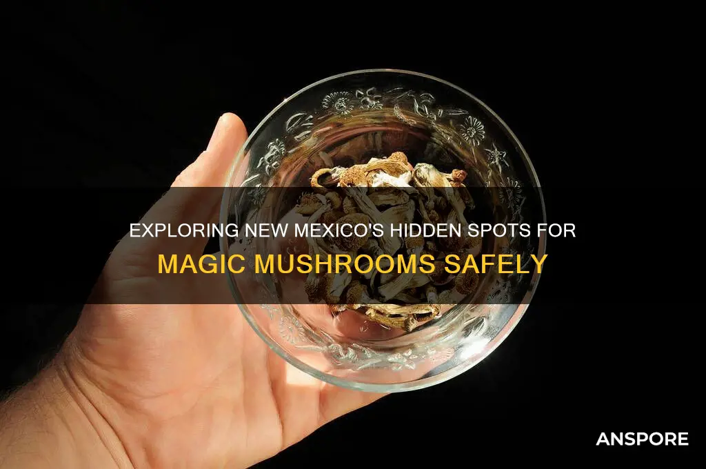 where to find magic mushroom in new mexico