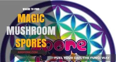 Discovering Legal Sources for Magic Mushroom Spores: A Comprehensive Guide