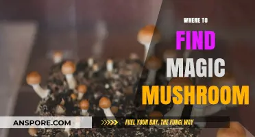 Discovering Nature's Hidden Gems: Where to Find Magic Mushrooms Safely