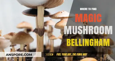Discover Bellingham's Best Spots for Finding Magic Mushrooms Safely