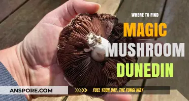 Discover Dunedin's Hidden Spots for Magic Mushrooms: A Guide