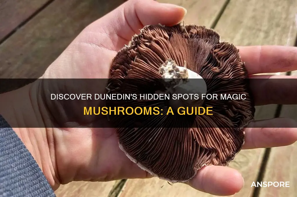 where to find magic mushrooms dunedin