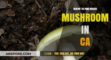 Discovering California's Best Spots for Magic Mushrooms: A Guide