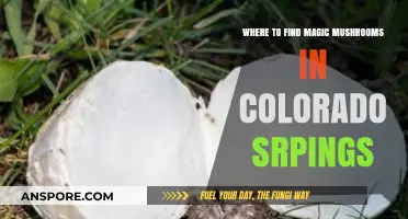 Discovering Magic Mushrooms in Colorado Springs: A Local's Guide