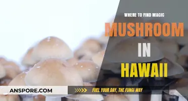 Discover Hawaii's Hidden Magic Mushroom Spots: A Forager's Guide