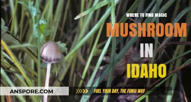 Exploring Idaho's Hidden Spots for Magic Mushrooms: A Guide