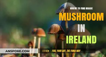 Discovering Ireland's Hidden Magic Mushrooms: Top Foraging Spots Guide