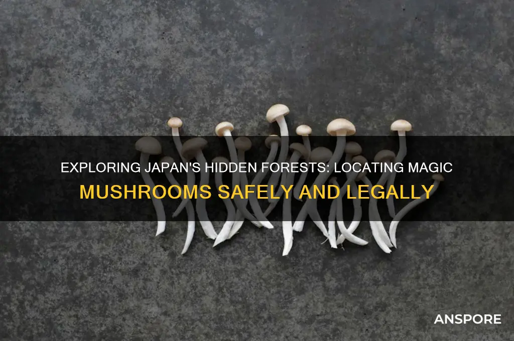 where to find magic mushrooms in japan