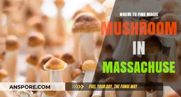Discovering Magic Mushrooms in Massachusetts: Top Spots and Safety Tips