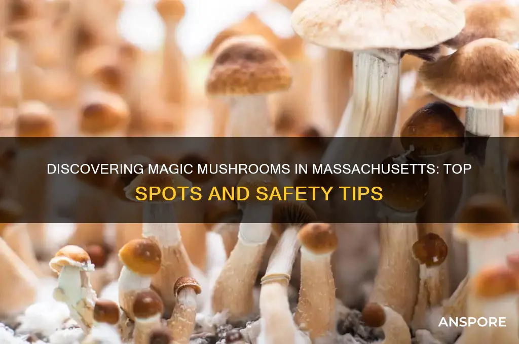 where to find magic mushrooms in massachusetts