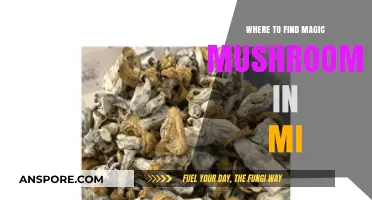 Discovering Magic Mushrooms in Michigan: Top Spots and Safety Tips