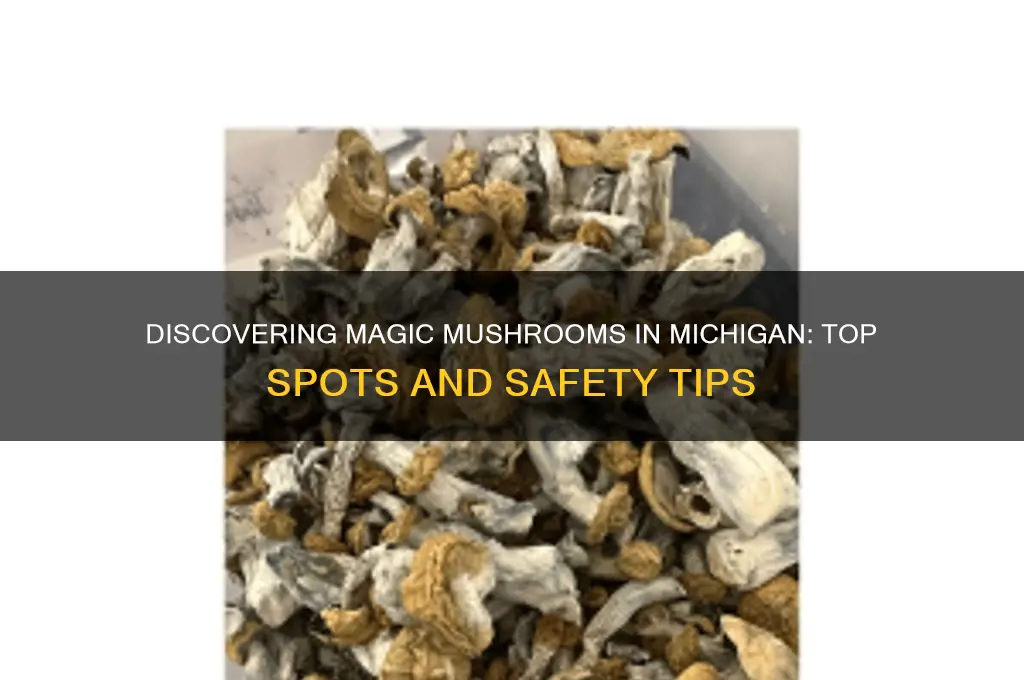 where to find magic mushrooms in mi