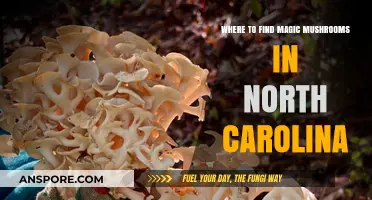 Exploring North Carolina's Hidden Spots for Magic Mushrooms