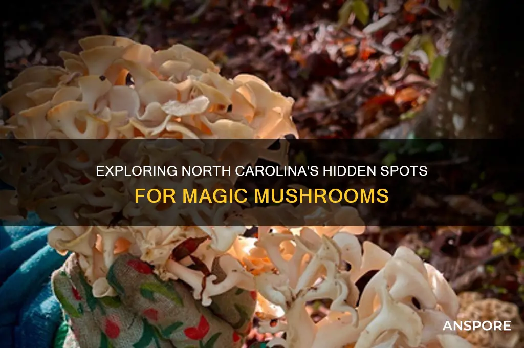 where to find magic mushrooms in north carolina