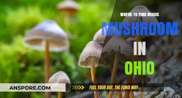 Exploring Ohio's Hidden Spots for Magic Mushrooms: A Guide