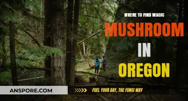 Exploring Oregon's Forests: Top Spots for Magic Mushroom Foraging