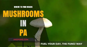 Exploring Pennsylvania's Forests: Locating Wild Magic Mushrooms Safely and Legally