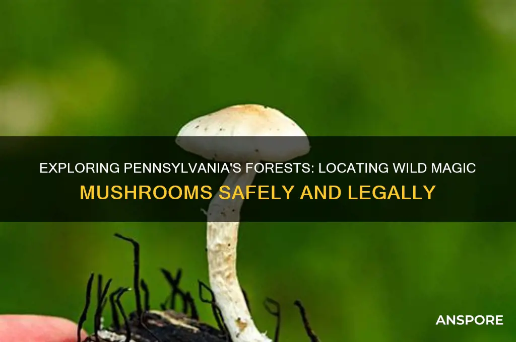 where to find magic mushrooms in pa